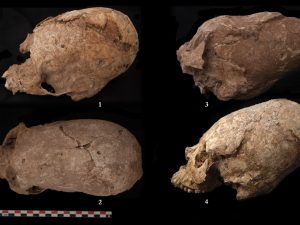 <p>Fig. 12. Deformed skulls from the Chegā Soflā cemetery: 1. BG1.12; 2. BG1.29; 3. BG6.1 & 4. BG1.5 (photo: Ramin Yashmi, the Zohreh Prehistoric Project archive)</p>
