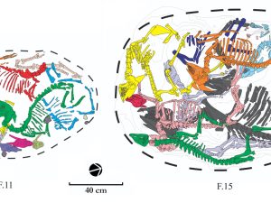 <p>Fig. 14. Sacrificed animals in two offering pits in the Sanctuary, F. 11 & F. 15 (photo: Ramin Yashmi and Hoseyn Davoudi, the Zohreh Prehistoric Project archive)</p>
