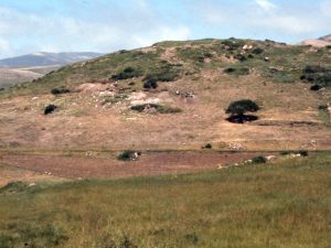 <p>Fig. 1. View of Qal’eh Kūti from the west (photo: M. Mousavi)</p>
